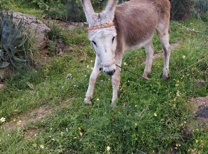 La Casa De Mario Apartment Valsequillo de Gran Canaria